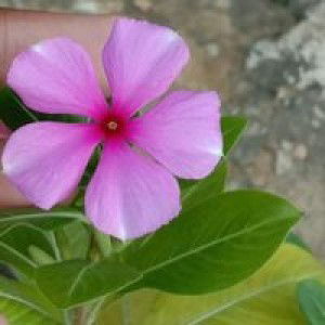 Riri Andraini profile icon