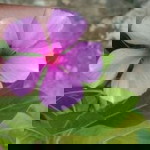 Riri Andraini profile icon