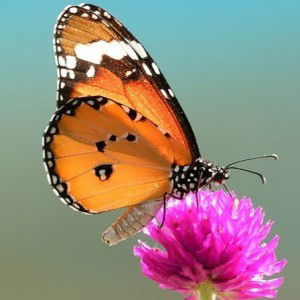 ผีเสื้อ profile icon