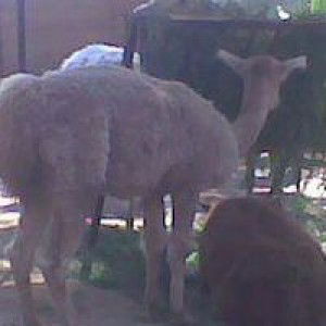 Arrmiey Lengly Poulevell profile icon