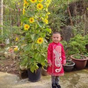 Lê Lụa profile icon