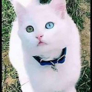 Melly Tumbo profile icon