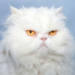 syaz dieana profile icon