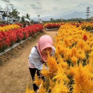 Hesti Angle profile icon