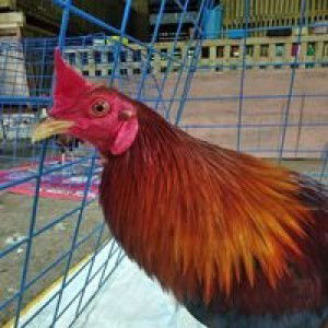 Redgie Ginoy profile icon