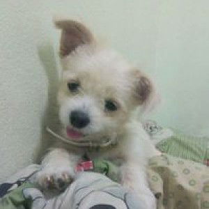 Salinee Nimprayong profile icon