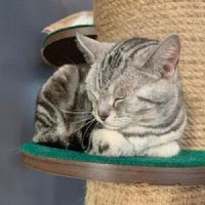 Ammy Zaza Narumon profile icon