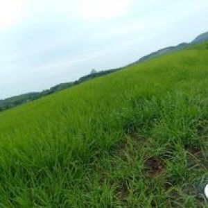 Đặng Mạnh profile icon