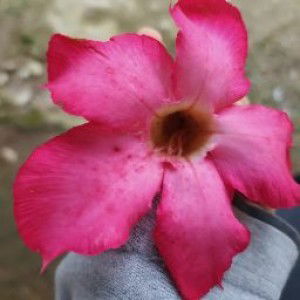 werni febrin profile icon