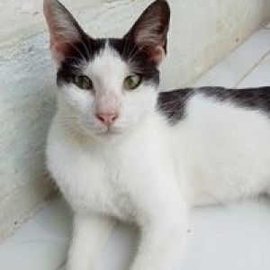 Gerrard Divario profile icon