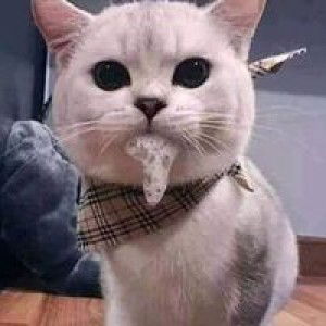 Gia Hân profile icon