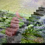 Shafiqah Ismail profile icon