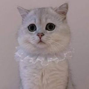 Quyên Emm profile icon