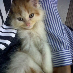 sella okeng profile icon