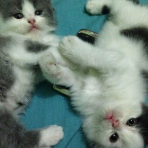 Sifa Nurul Awali profile icon