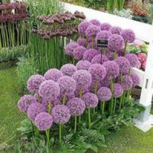 Tety Hermawati profile icon