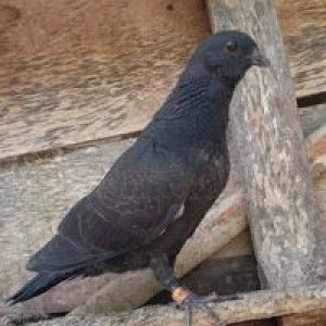 Sigit Pigeon Loft profile icon