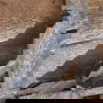 Sigit Pigeon Loft profile icon