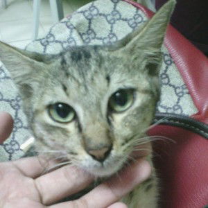 Nurzillah Jauhari profile icon