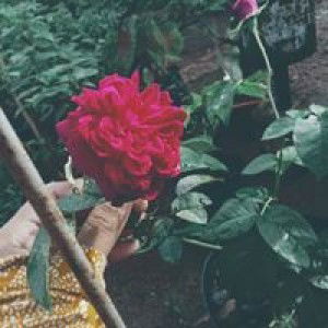 Dini Widiya profile icon