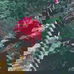 Dini Widiya profile icon