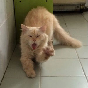 oshien ueki profile icon