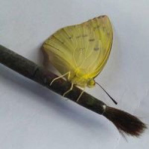 Jerick Manalon profile icon