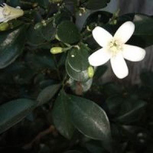 HaqqiAar profile icon