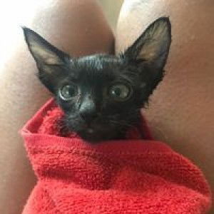 Fon Kanokporn Anusornkul profile icon