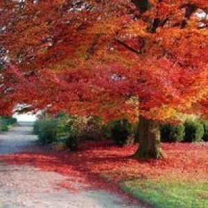 Ruby Maina profile icon