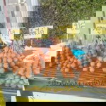 พฤกษา profile icon