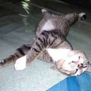 Muhammad Tohirin profile icon