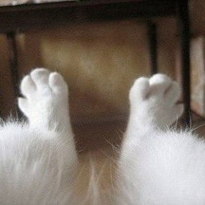 Dainty Siesta profile icon