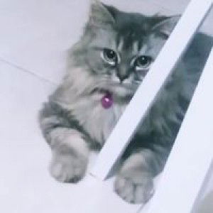 Putri Lestari profile icon