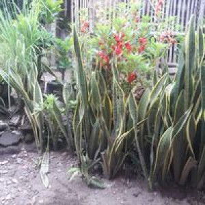 Zie Fresy profile icon