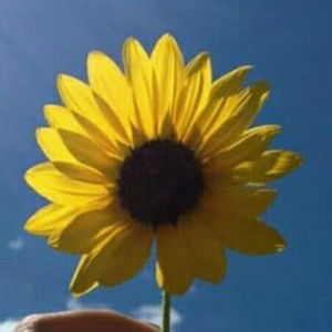 rahmi rahmawati profile icon