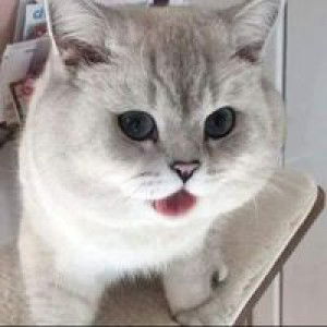 Lê Mai profile icon