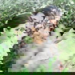 Waewtoey Detdecha profile icon