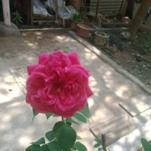 Than Shelan profile icon