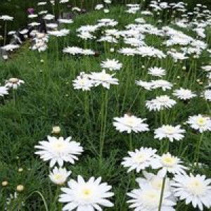 Ka Fika profile icon