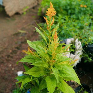 eka ririn sulistyowati profile icon