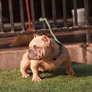 Prapapron Janpitak profile icon