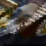 Thitin Arah profile icon