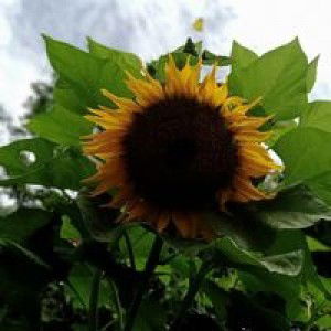 Naziyah profile icon