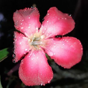 Hesti ai profile icon