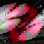 Hesti ai profile icon