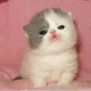 Eva susantie AHM profile icon