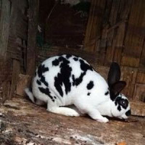 Evìe Ananda profile icon