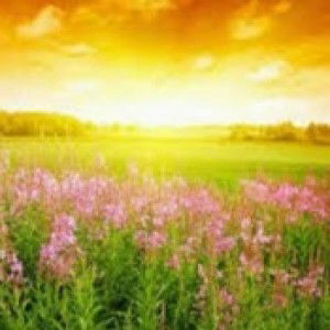 Nur Fatihah profile icon