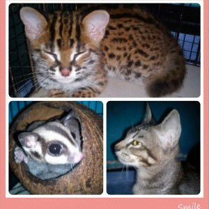 Chryzangel Maylova profile icon